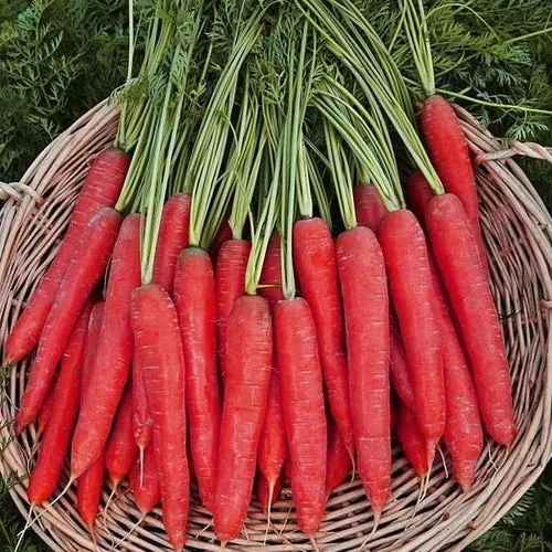 Atomic Red Carrot Seeds
