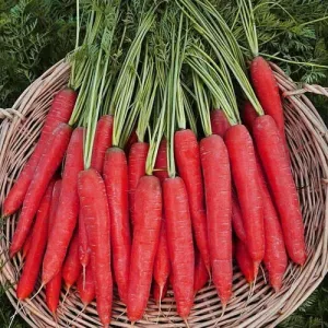 Atomic Red Carrot Seeds