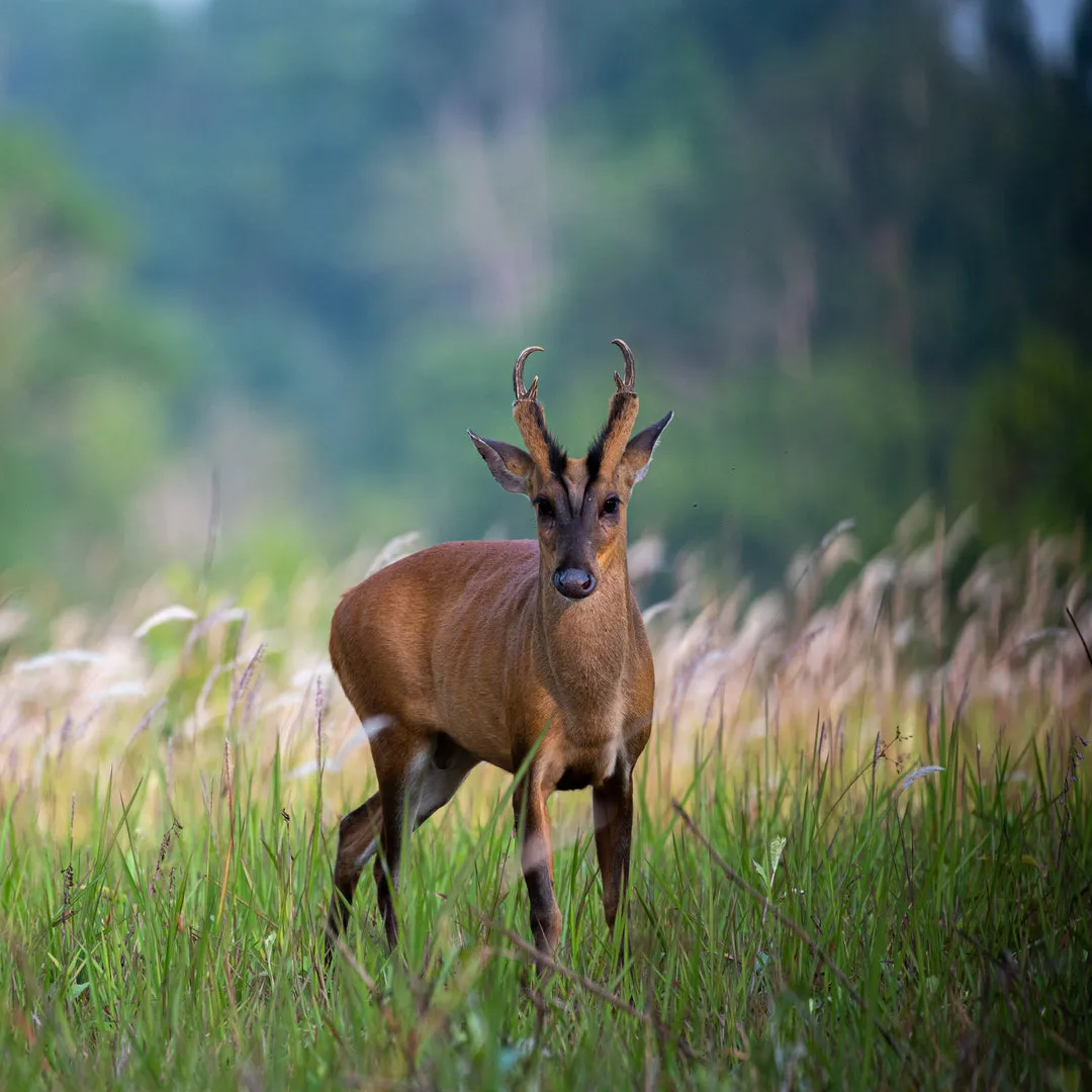 Dimension Nails - Terai-Duar Savanna - Red Muntjac