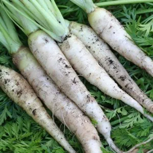 Lunar White Carrot Seeds